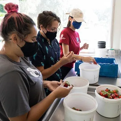 thumbnail for publication: Food Safety on the Farm: Good Agricultural Practices and Good Handling Practices – Packing Operation Sanitation